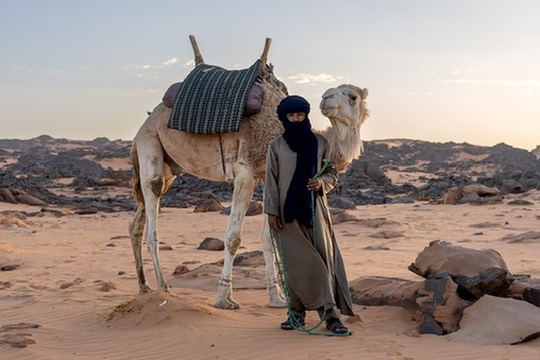 Camel caravan in the Sahara desert.